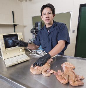 UW-Madison Dairy Science Grad Student-2016-06--- Julian Camilo Ochoa describing reproductive tract of a non-pregnant cow by ultrasound.